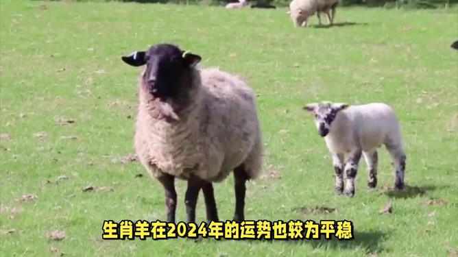 2024年12生肖49码图,创新解释说法_ZUK55.321动态版