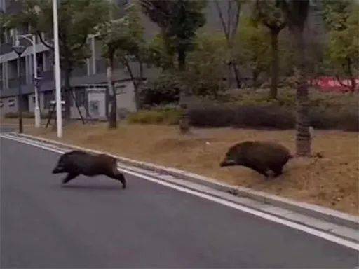 池州一高校内惊现狂奔野猪,实用性解读策略_JLN55.418经典版