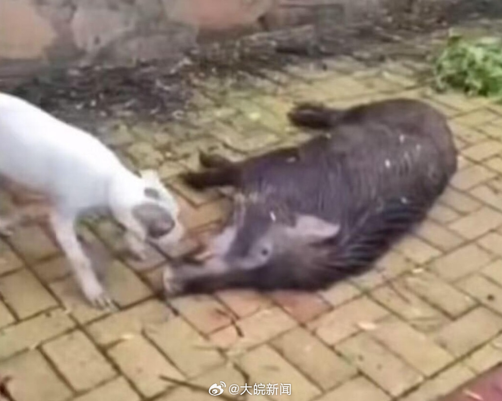 池州一高校内惊现狂奔野猪,实用性解读策略_JLN55.418经典版