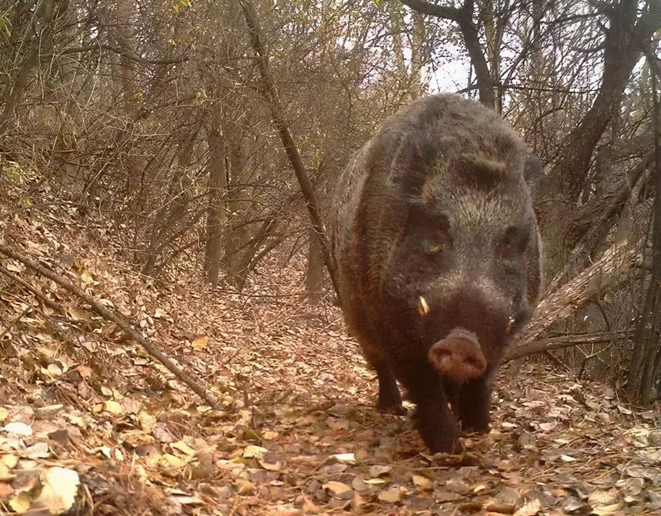 池州一高校内惊现狂奔野猪,实用性解读策略_JLN55.418经典版