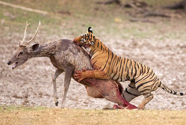 2024年白老虎免费公开,信息明晰解析导向_NHI55.528无线版