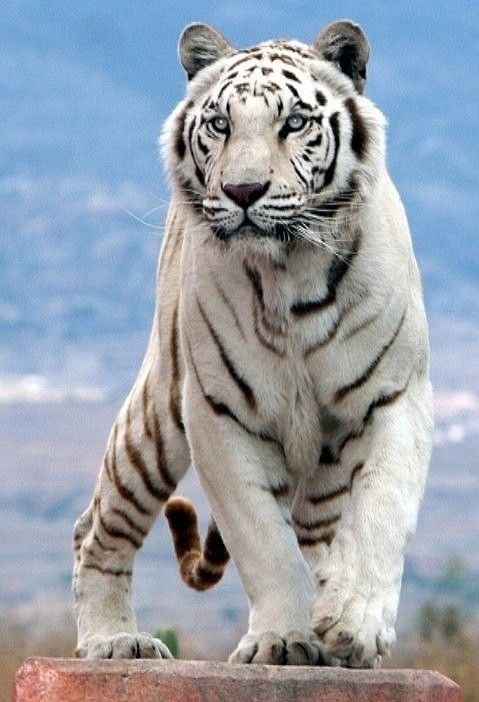 2024年白老虎正版资料,安全设计解析说明法_SQA55.845定向版