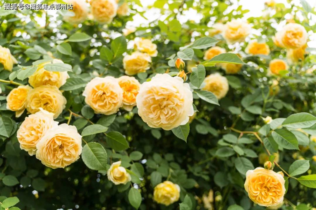 13262cm查询网最新版本更新内容,系统评估分析_CKX55.742抗菌版