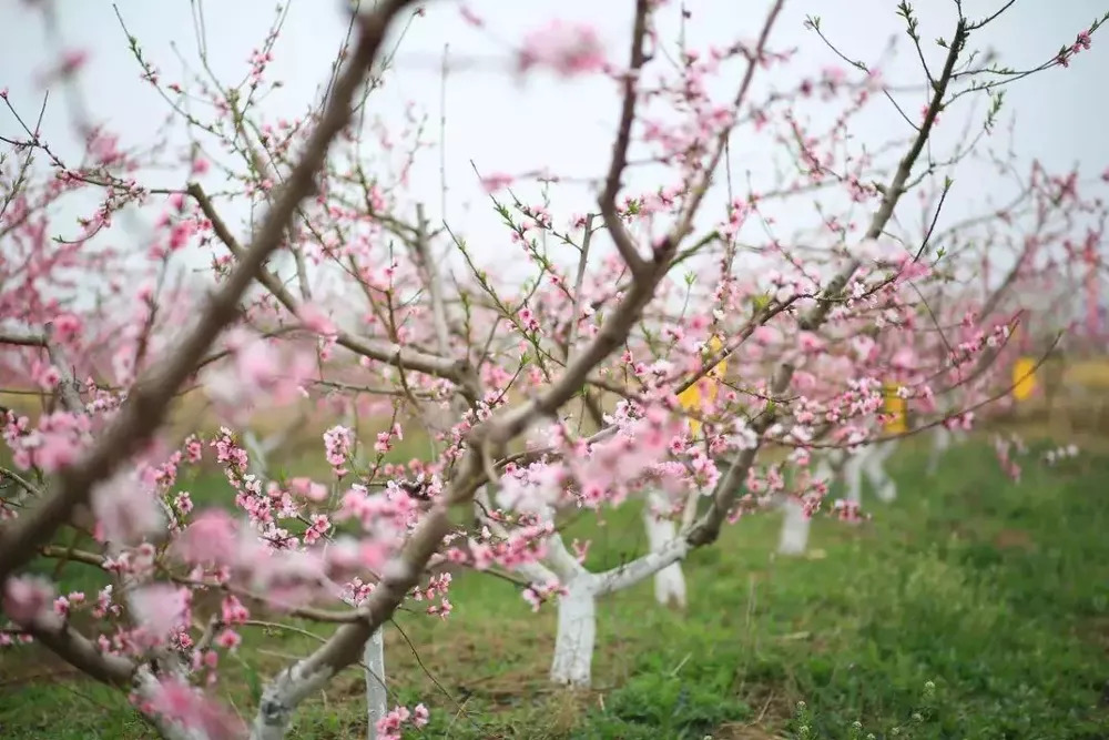 最新一期的桃花朵朵开,最新一期的桃花朵朵开,绽放的背景、事件与影响
