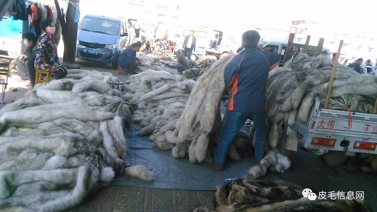 最新尚村獭兔皮毛价格,最新尚村獭兔皮毛价格分析