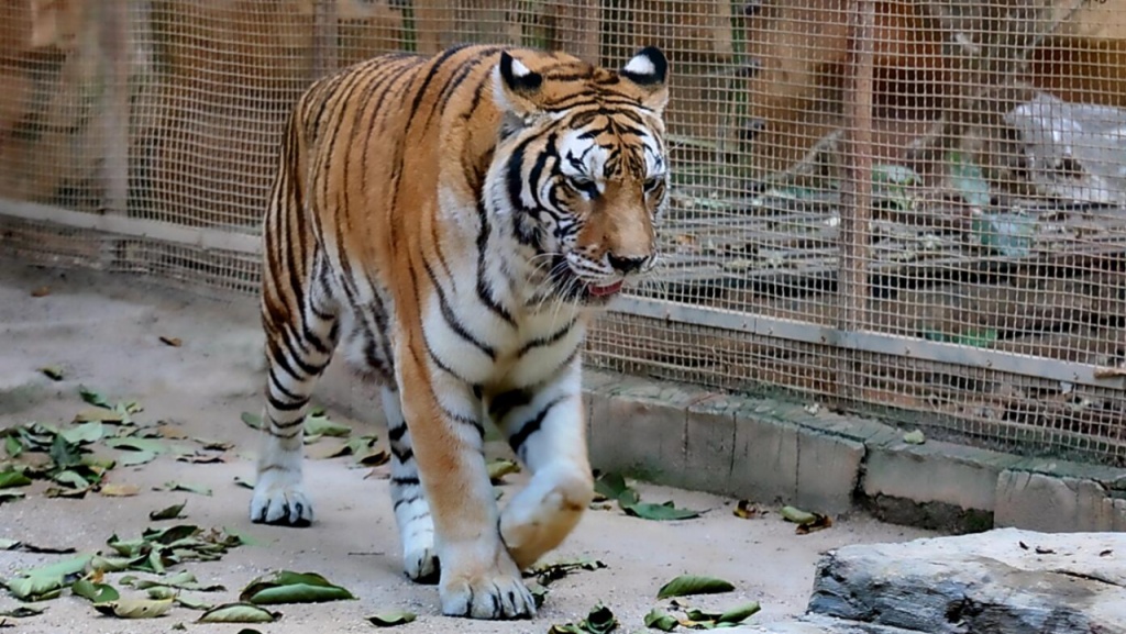 大老虎永康最新消息,大老虎永康最新消息