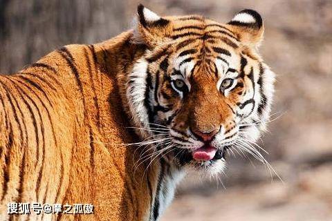 大老虎永康最新消息,大老虎永康最新消息