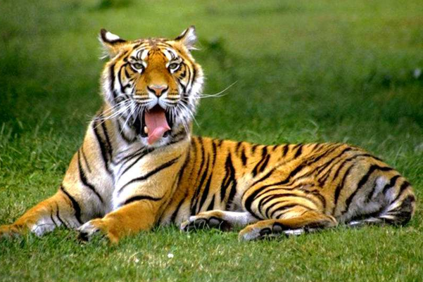 大老虎永康最新消息,大老虎永康最新消息