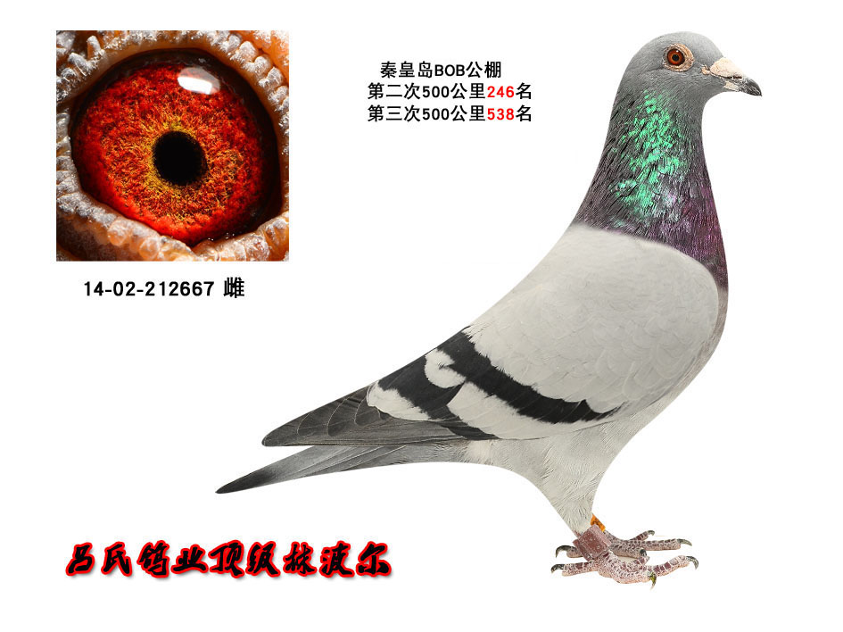 增项有建筑工程施工总承包贰级 第365页