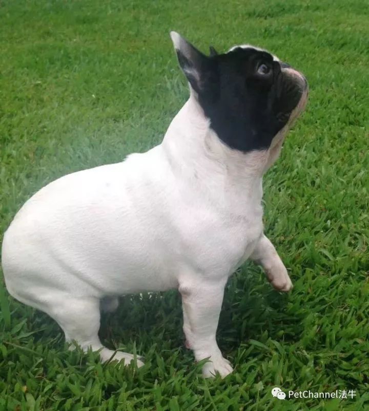 最新三平犬业种公,最新三平犬业种公，高科技产品引领未来，科技改变生活体验