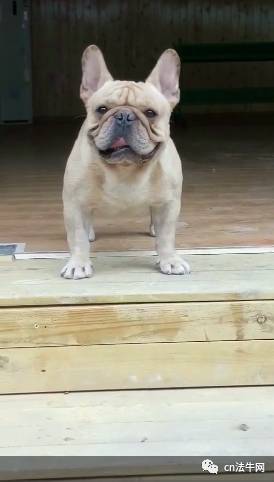 最新三平犬业种公,最新三平犬业种公,高科技产品引领未来,科技改变生活体验