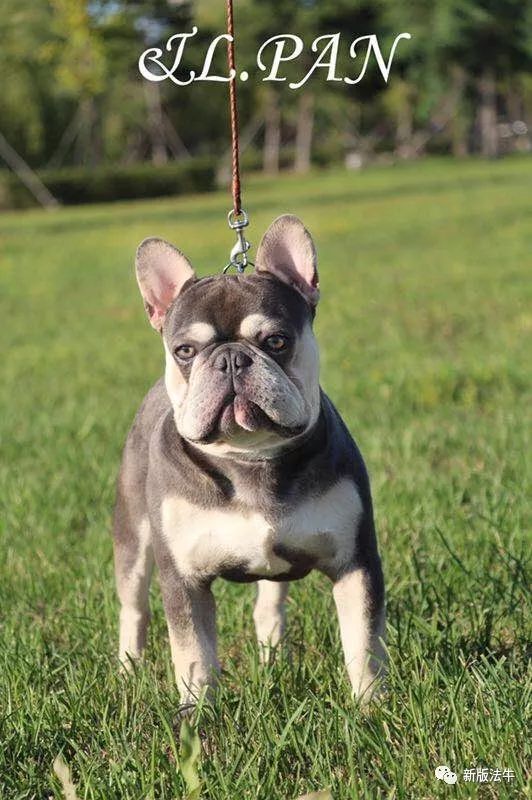 最新三平犬业种公,最新三平犬业种公,高科技产品引领未来,科技改变生活体验