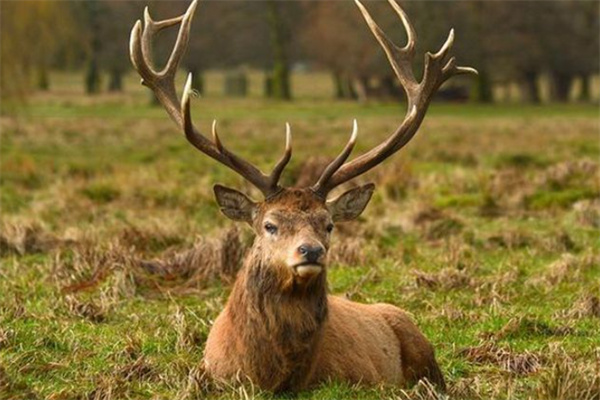 新澳门彩2024四不像图片,行动规划执行_KEJ27.111文化传承版