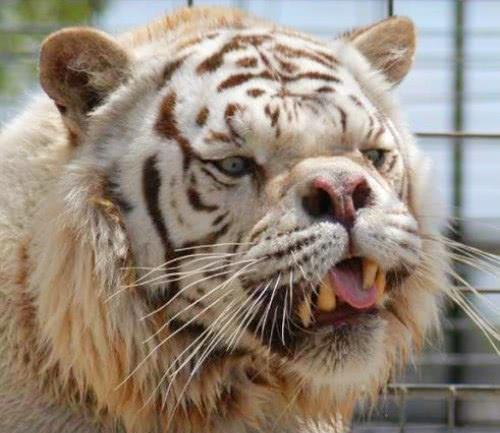 白老虎正版资料免费中,精细化实施分析_FAA81.583专属版