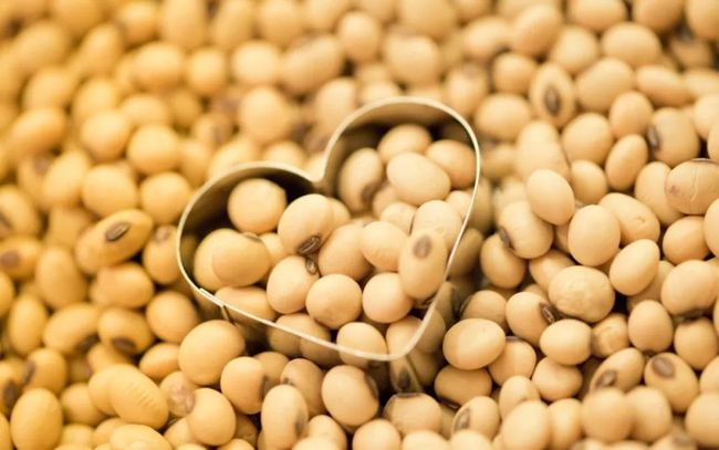 国产大豆收购最新消息,国产大豆的温馨故事，收获与陪伴的喜悦